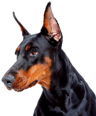 doberman