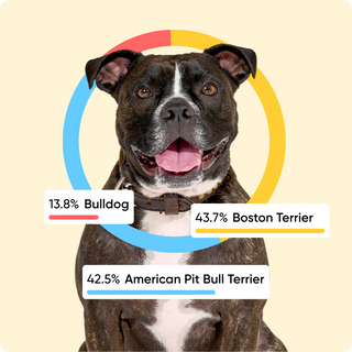Brindle and white dog framed by a colored ring with three breed result cards from an Embark dog DNA test.