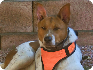 Dog wearing an orange vest sitting against a stone wall.