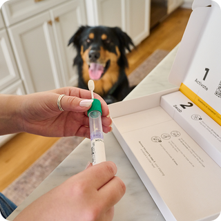 Person holding a dental tool with a dog in the background