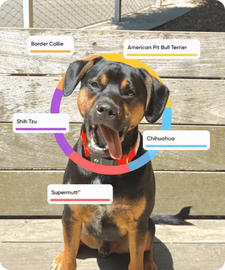 Animated GIF cycling through a black and tan dog with Embark trait, health, and breed result overlays for dog DNA testing