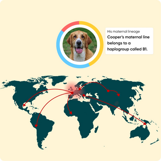 Embark dog DNA test screen showing a dog's photo above a world map with red arcs tracing maternal lineage migration.