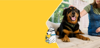 Large black and tan dog lying on a couch as a person pets it, beside a cartoon scientist dog holding a dog DNA test tube