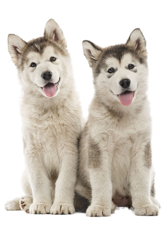 Two fluffy Siberian husky puppies sitting side by side against a plain white background.