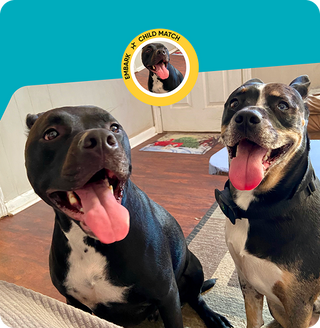 Two dogs sitting on a carpeted floor with a teal banner and child match logo in the corner.