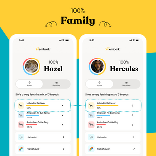 Two smartphone screens displaying pet profiles with breeds and percentages on a yellow and blue background.