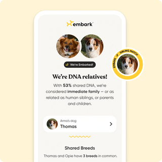 Embark app DNA relatives screen showing two dog headshots and a sibling match badge from a dog DNA test.
