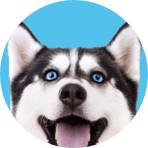 A circular graphic featuring a close-up of a husky dog's face with blue eyes and a black-and-white fur pattern, set against a bright blue background.