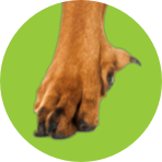 A close-up of a dog's front paw inside a bright green circular frame on a white background.