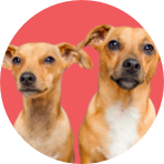 Two small tan dogs with white chest patches looking directly at the camera, set against a solid red circular background.