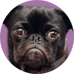 A circular portrait of a black pug dog with large brown eyes, set against a solid purple background.