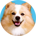 A round profile photo of a fluffy Pomeranian dog with a white and tan coat, smiling against a bright blue circular background.