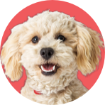 A round profile photo of a cute, fluffy cream-colored poodle dog with its mouth open, set against a solid red circular background.