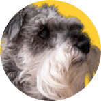 A close-up circular portrait of a fluffy gray and white dog with a black nose, set against a bright yellow background.
