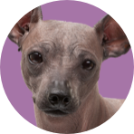 A close-up portrait of a short-haired dog with pinkish-gray fur and large dark eyes, set against a solid purple circular background.