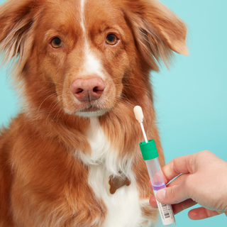 person swabbing inside of dog's mouth