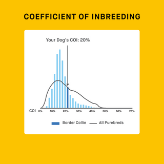dog COI result