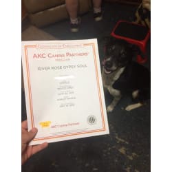 Certificate of enrollment of AKC Canine partners program 