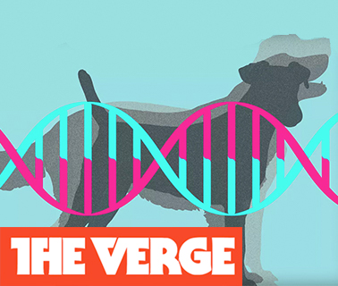 The Verge Magazine feature on Embark Vet, dog DNA company