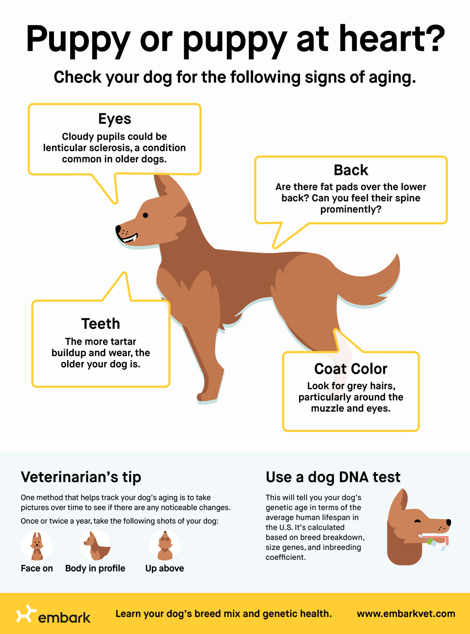 how to find out a dog's age