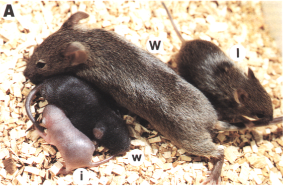 mice