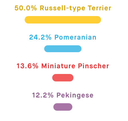 Dog breed mix results showing 50.0% Russell-type Terrier, 24.2% Pomeranian, 13.6% Miniature Pinscher, and 12.2% Pekingese.