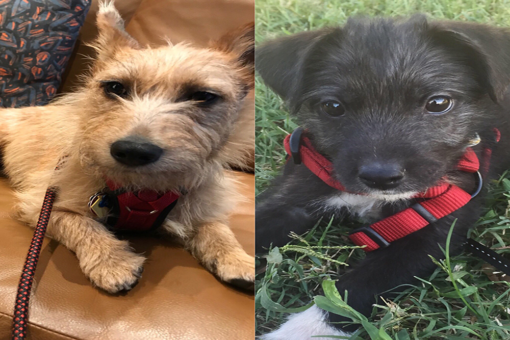 sibling dogs breeding