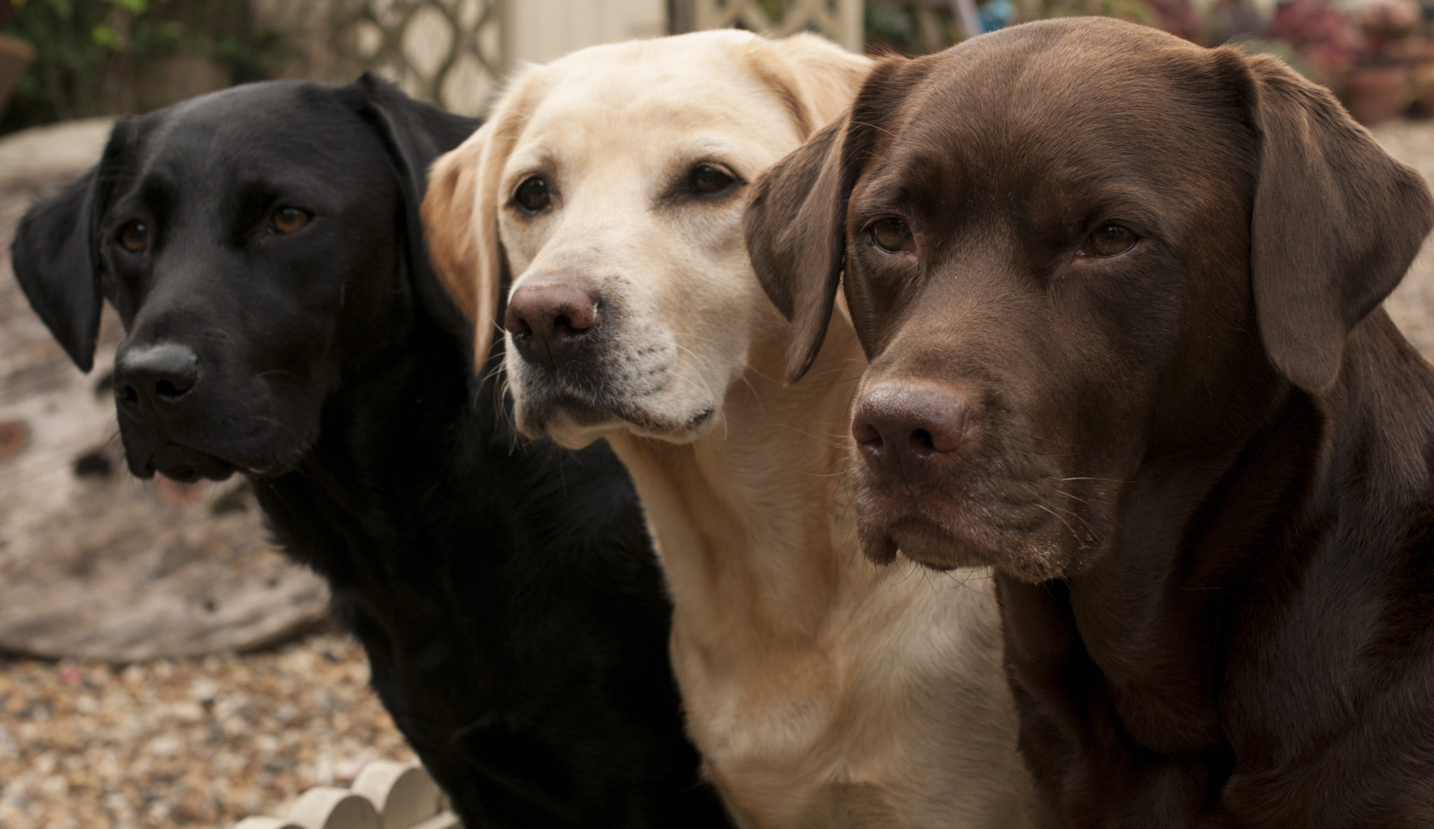 A Guide to Labrador Retrievers Embark Labrador Retrievers