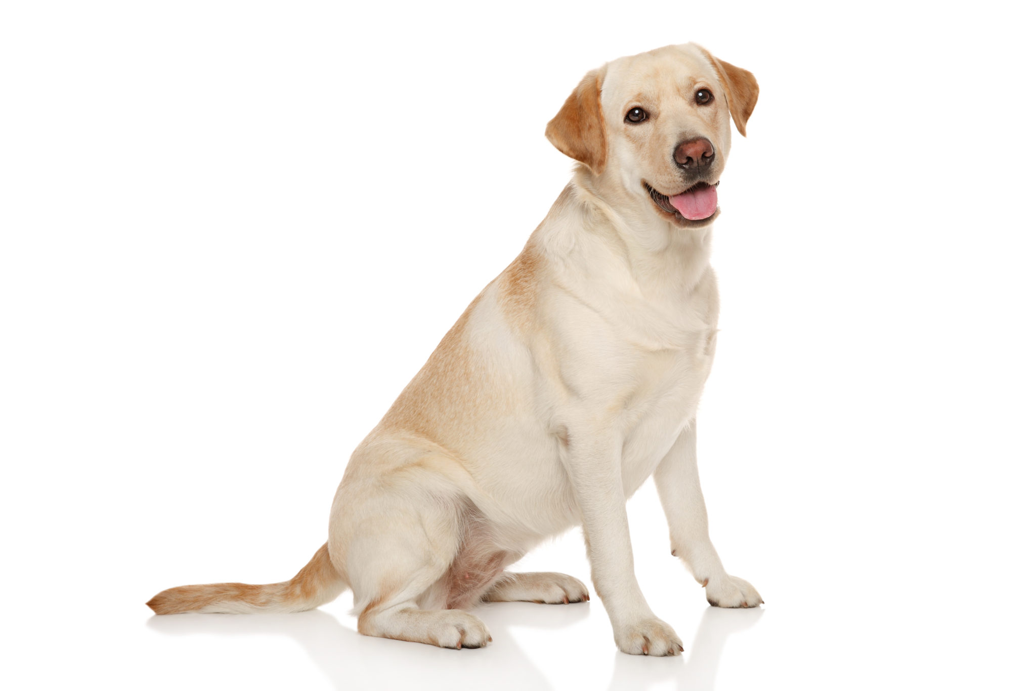 Download A Guide to Labrador Retrievers | Embark | Labrador Retrievers