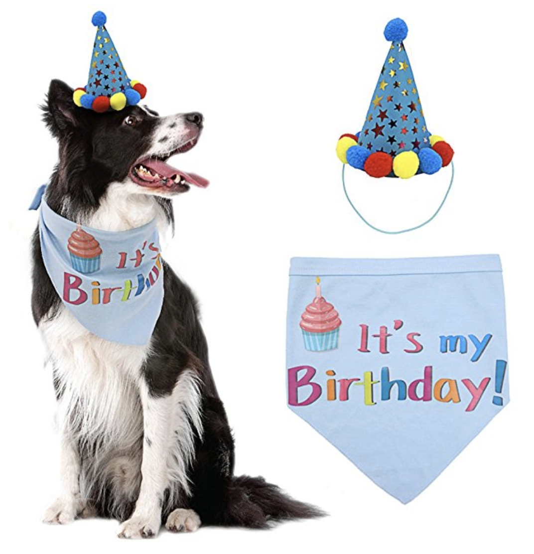 dog birthday apparel