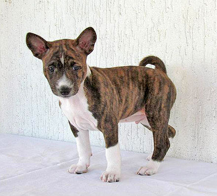 basenji puppy cost