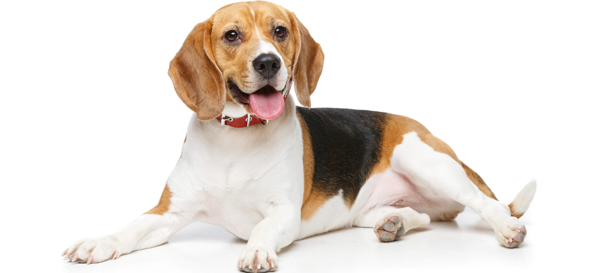 Types Of Beagles Breeds