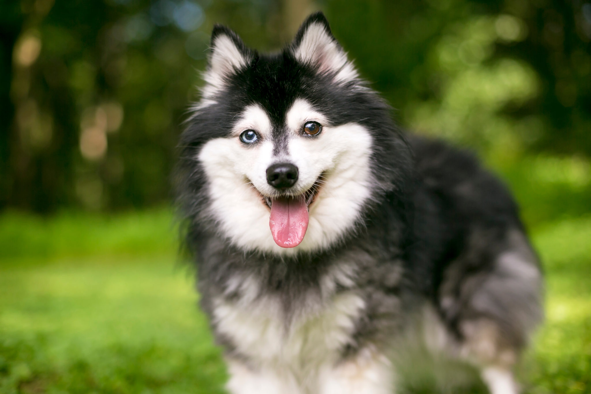 dog breed alaskan klee kai