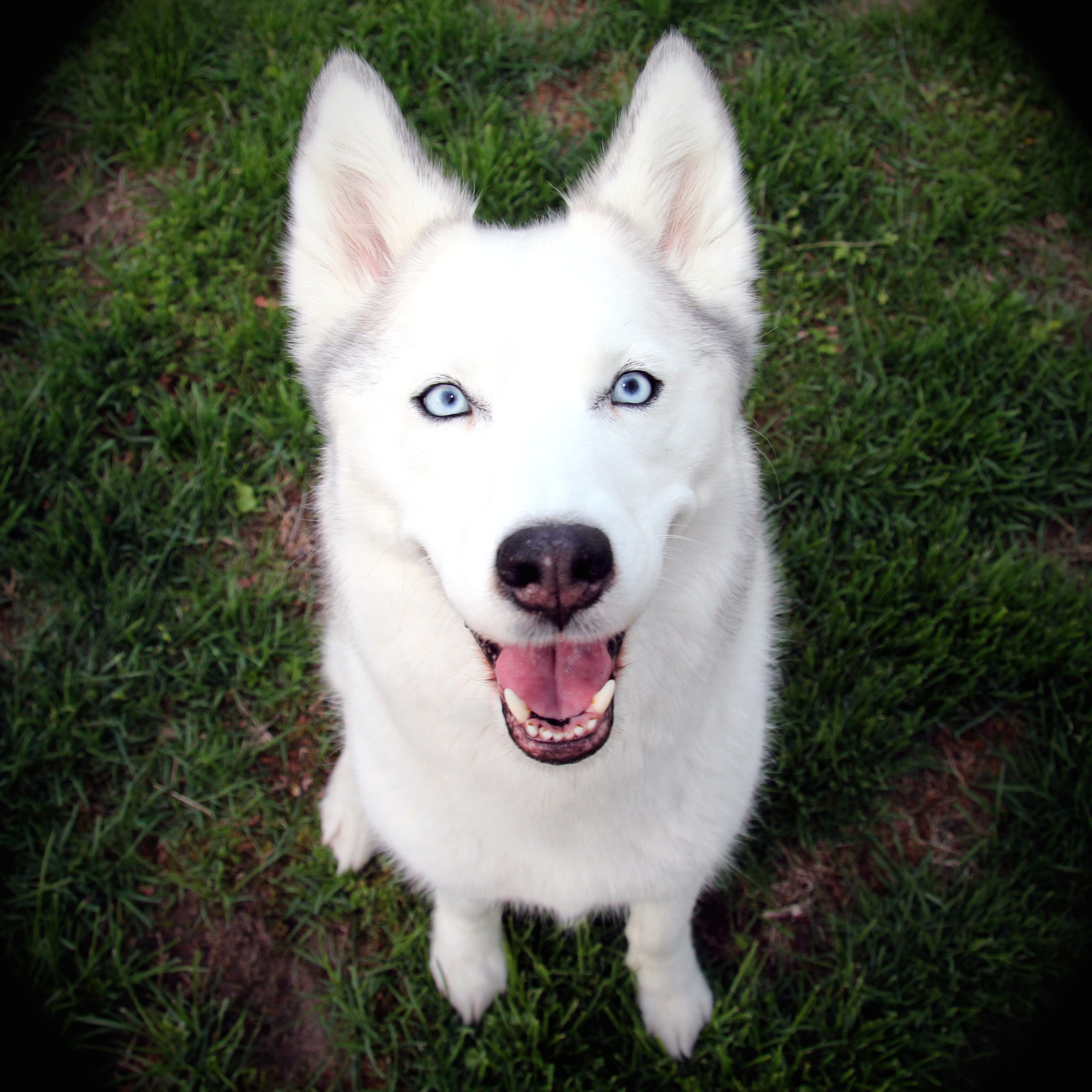 Embark Discovers Why Dogs Have Blue Eyes Embarkvet