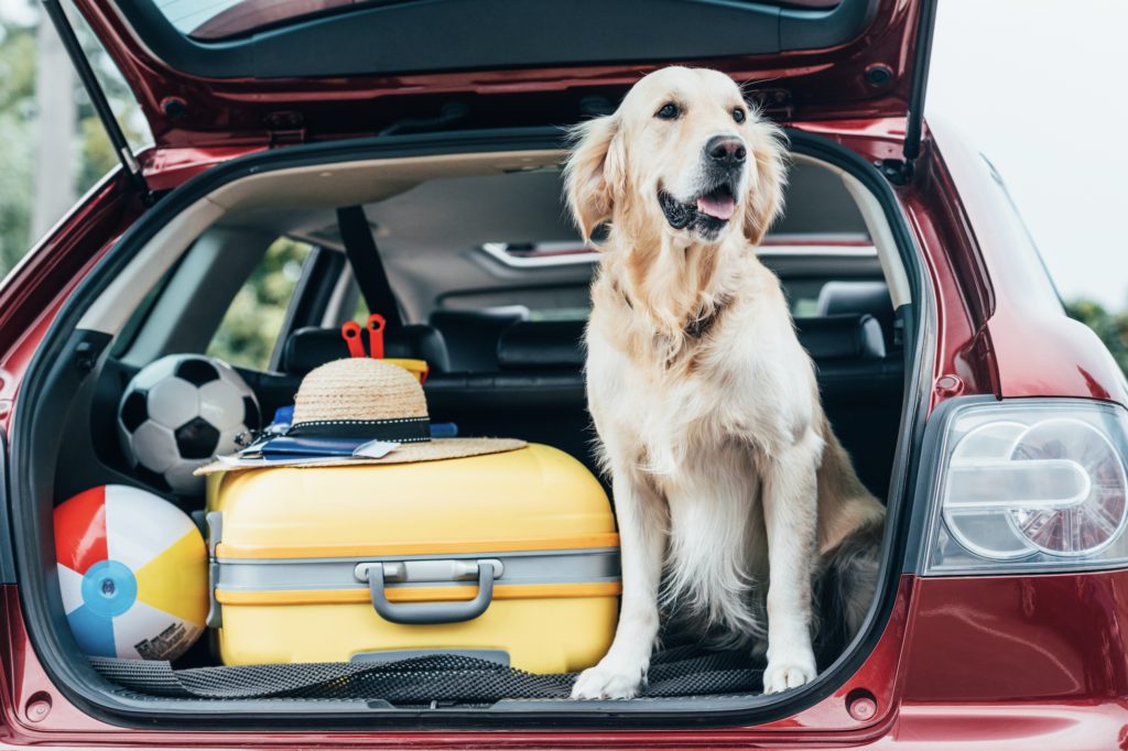 7 Tips for Car Rides with Your Dog Embark