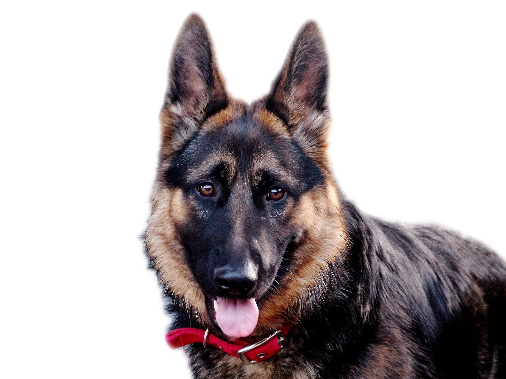 A Guide to German Shepherds Embarkvet