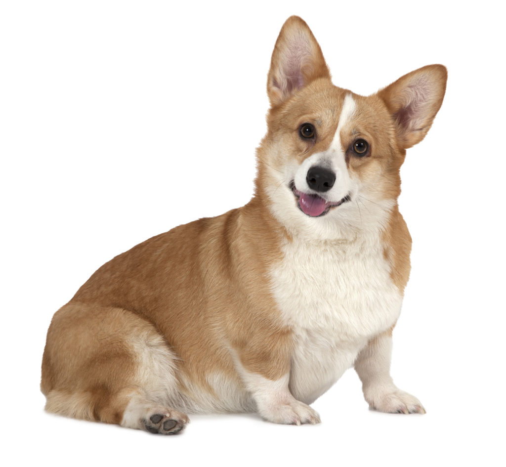 pembroke-welsh-corgis-dog-breed-info-photos-common-names-and-more