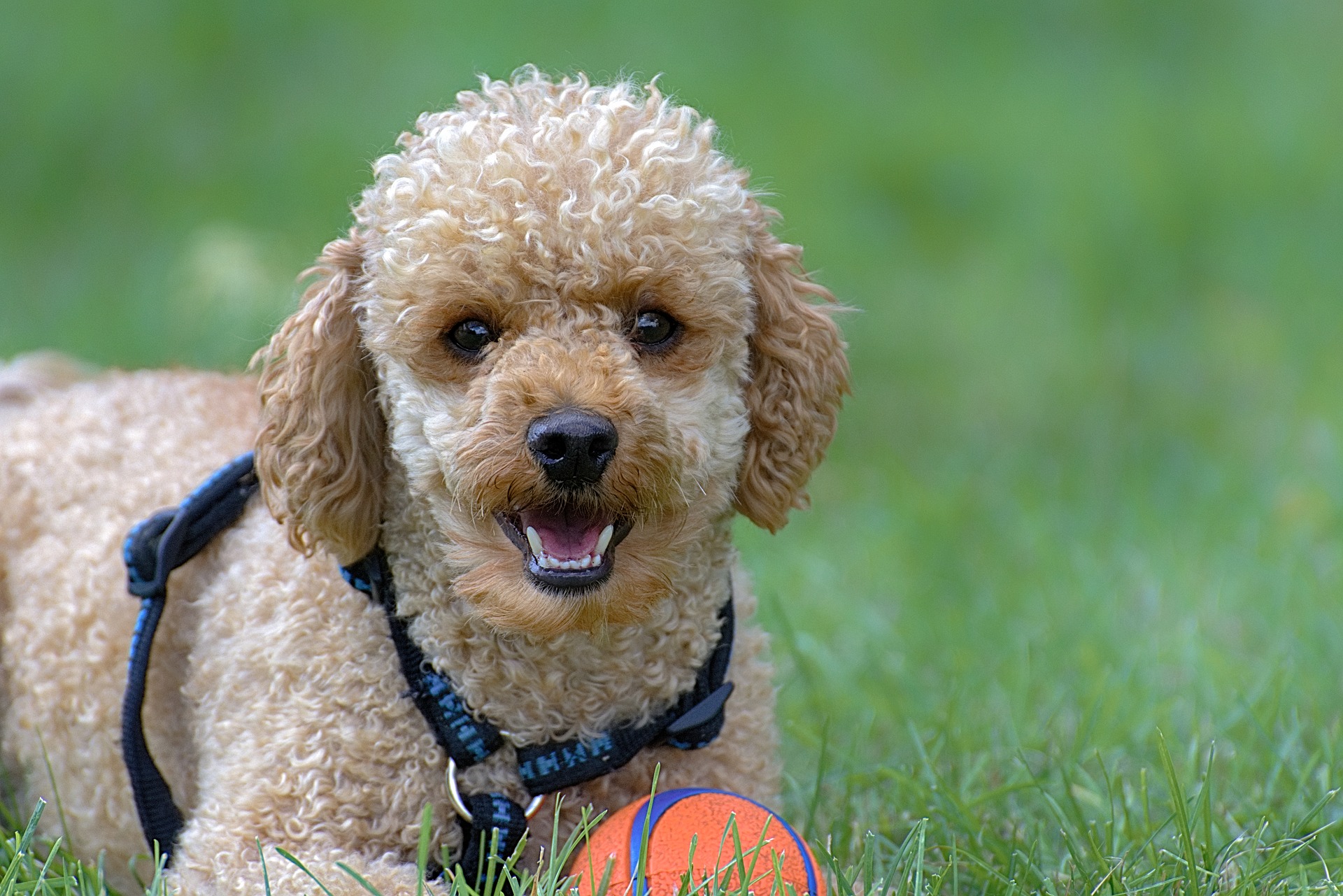 pictures of small poodles