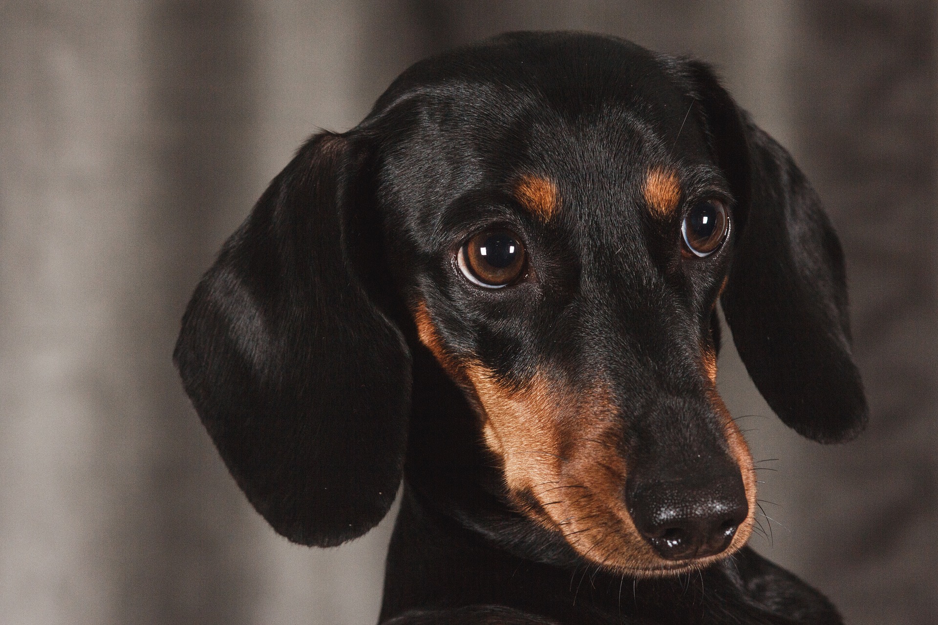 dachshund health tests