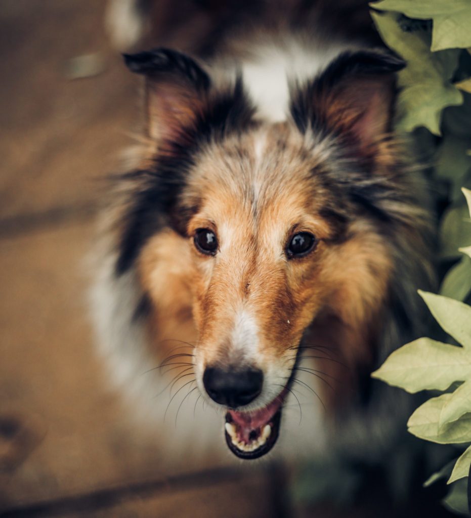 5 Feline-Friendly Dog Breeds - Embarkvet