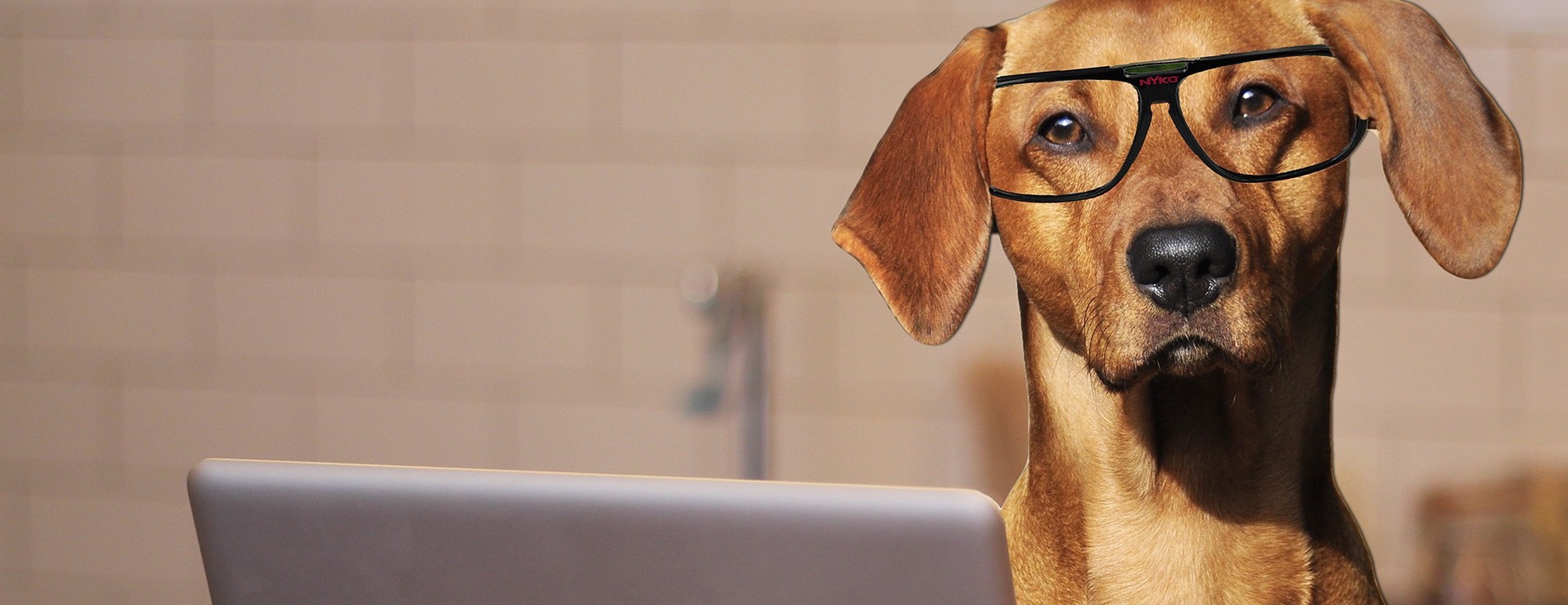 how to find out what type of dog you have