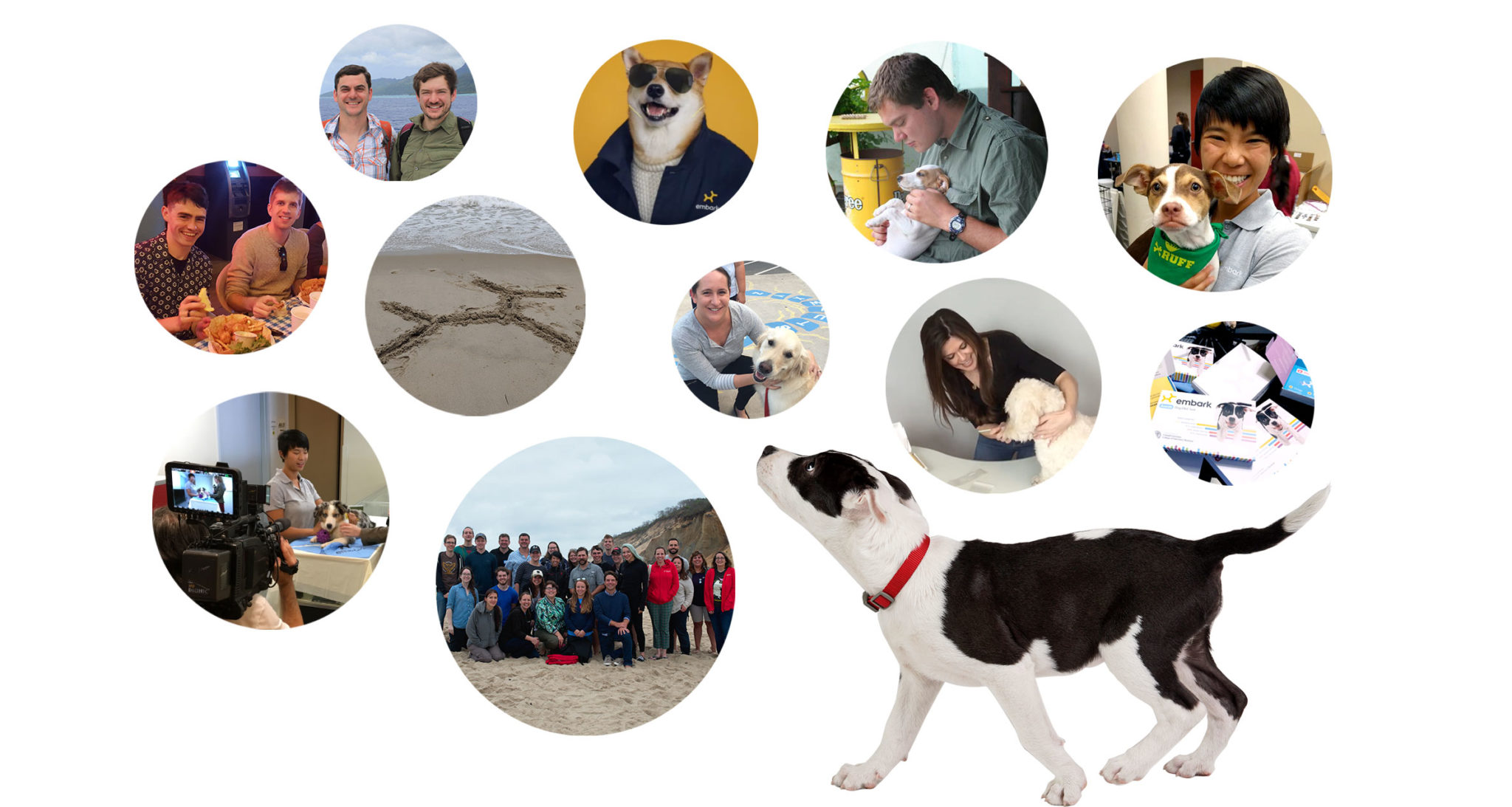 Careers at Embark Veterinary