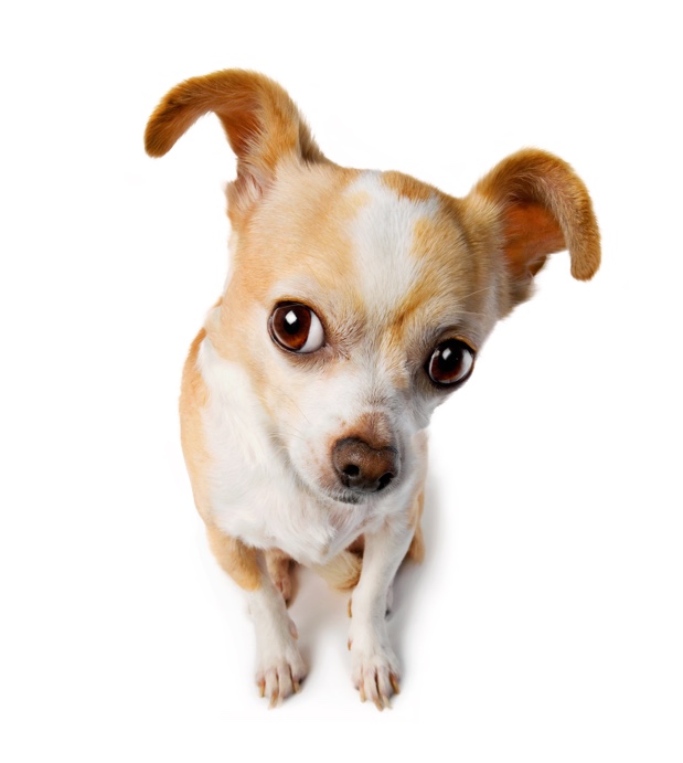embark chihuahua frequently asked questions