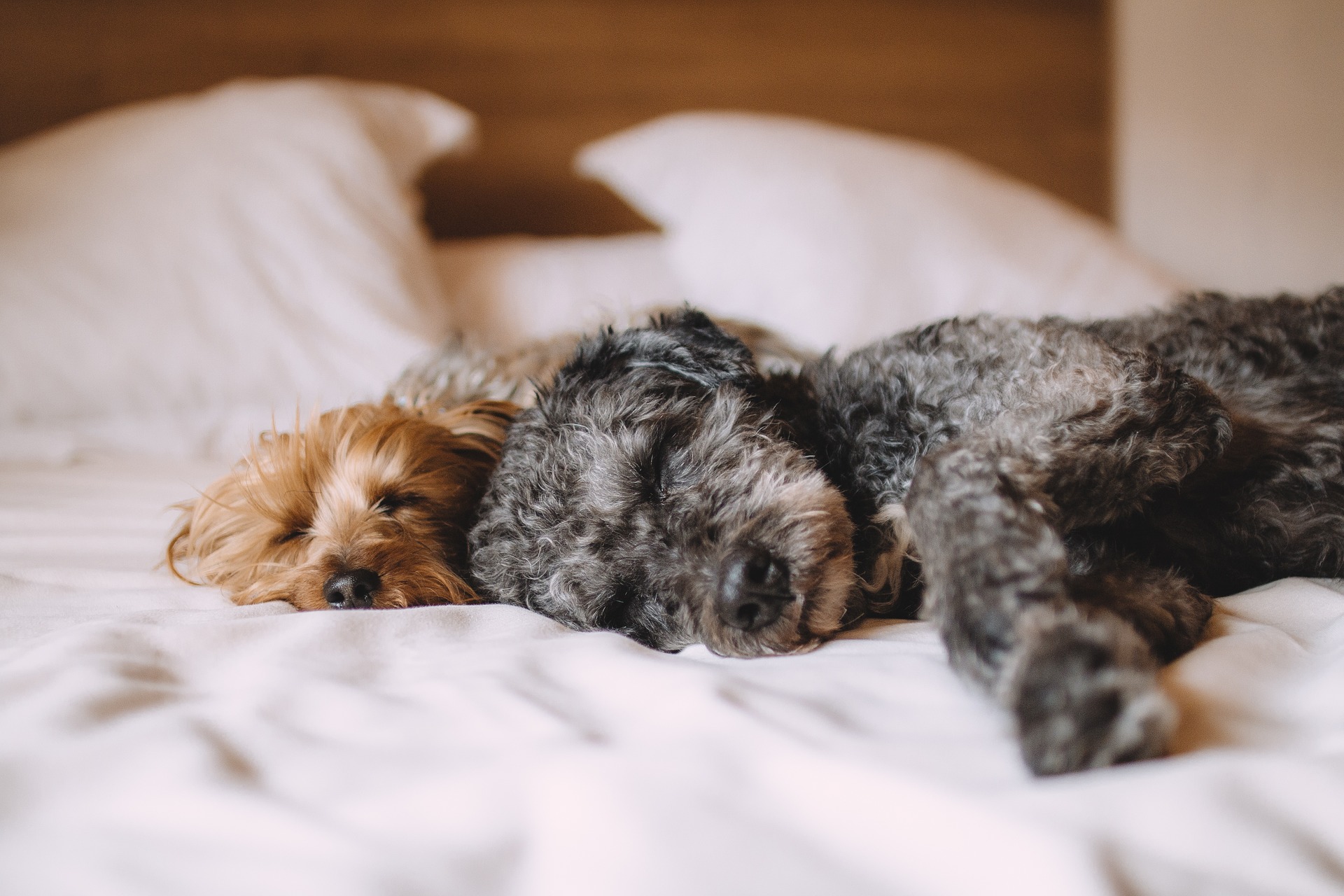 Go to "Dog Sleeping Habits" article