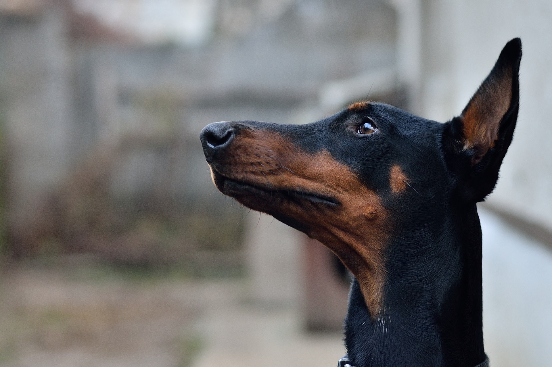 A Guide to Doberman Pinschers - Embarkvet