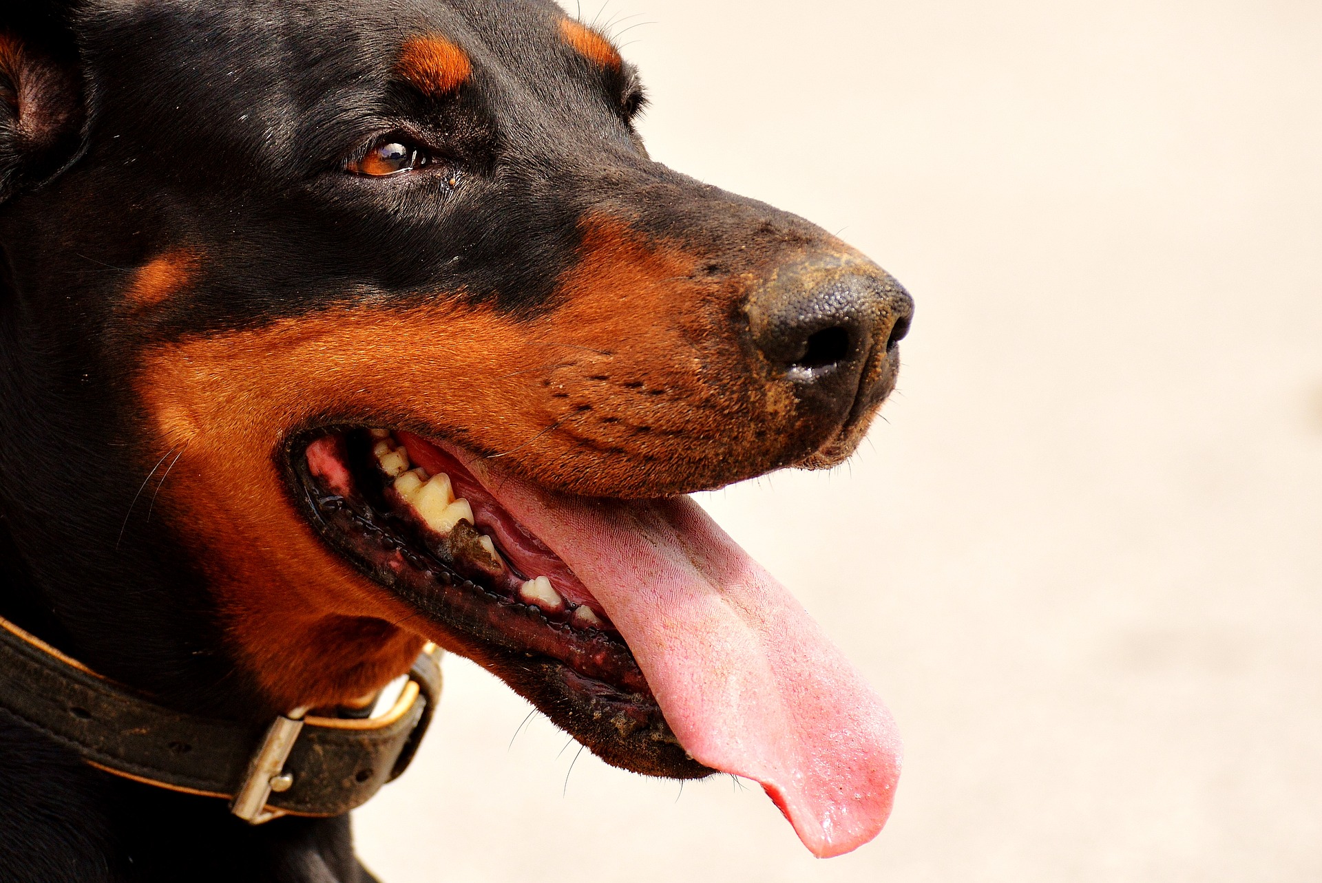 Doberman Pinschers And Their Need For Exercise And Play