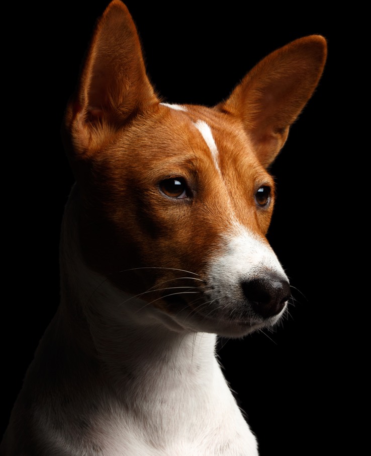 Embark our promise basenji