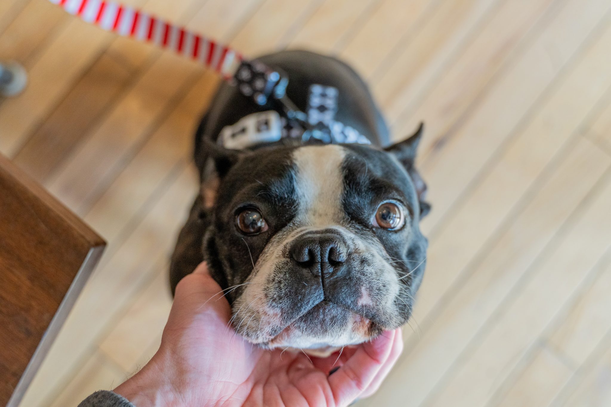 boston terrier health testing