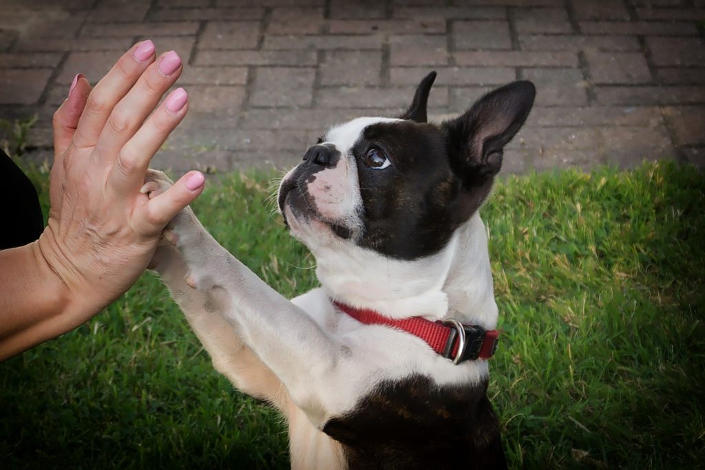 A Guide to Boston Terriers Embarkvet
