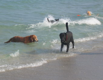 Top Dog-Friendly Beaches on the East Coast - Embarkvet
